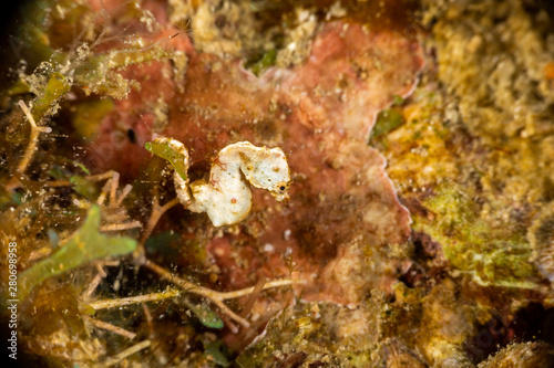 Pontoh's pygmy seahorse or the weedy pygmy seahorse, Hippocampus pontohi, is a seahorse of the family Syngnathidae native to the central Indo-pacific