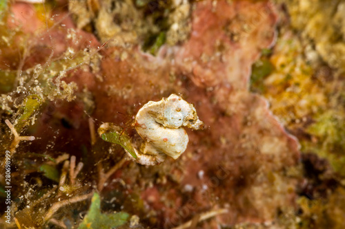 Pontoh's pygmy seahorse or the weedy pygmy seahorse, Hippocampus pontohi, is a seahorse of the family Syngnathidae native to the central Indo-pacific