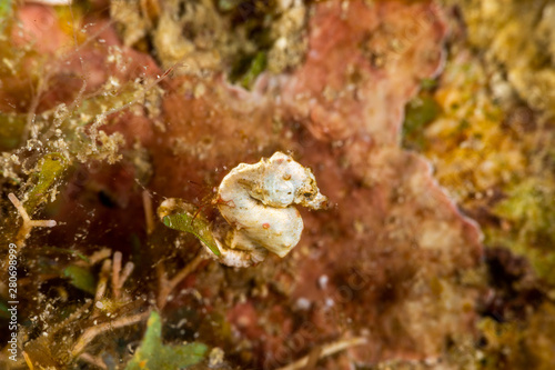 Pontoh s pygmy seahorse or the weedy pygmy seahorse  Hippocampus pontohi  is a seahorse of the family Syngnathidae native to the central Indo-pacific