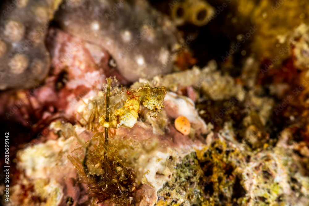 Pontoh's pygmy seahorse or the weedy pygmy seahorse, Hippocampus pontohi, is a seahorse of the family Syngnathidae native to the central Indo-pacific Pontoh's pygmy seahorse or the weedy pygmy seahorse, Hippocampus pontohi, is a seahorse of the family Syngnathidae native to the central Indo-pacific