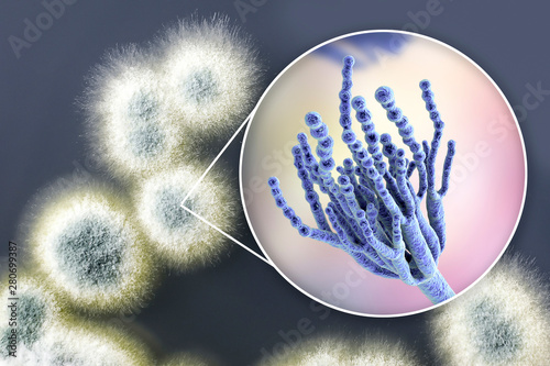 Penicillium mold fungi, 3D illustration and photo of colonies grown on nutrient medium photo
