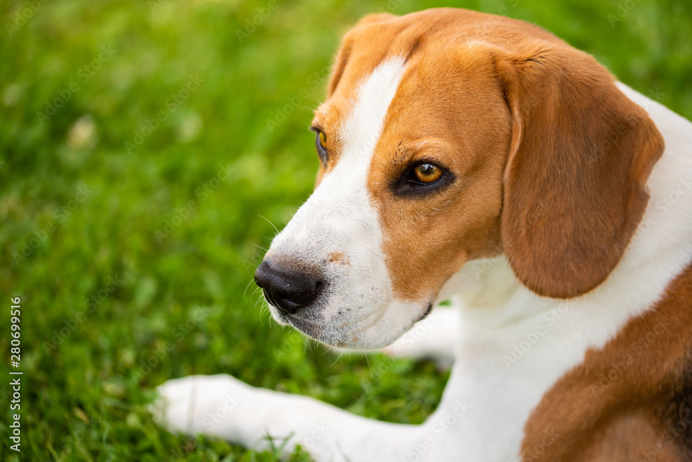 Dog resting on grass in shade during hot summer day.