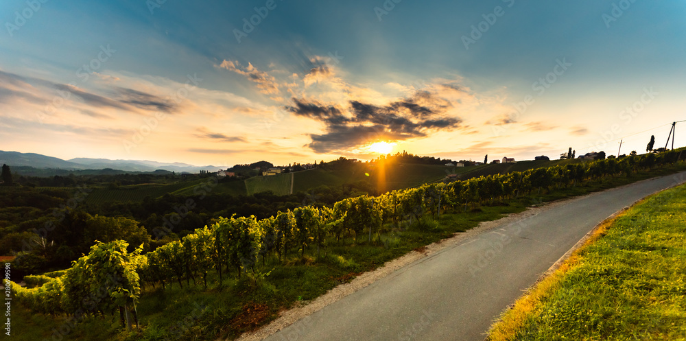 Austrian country road through fields of grapes in Styria