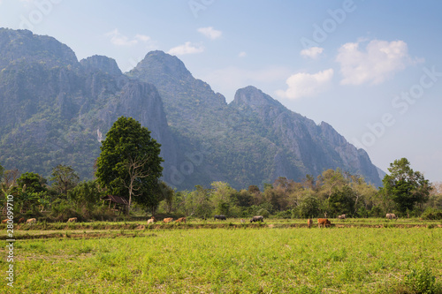 Beautiful view of cows grazing, farmland and steep karst limestone mountains near Vang Vieng, Vientiane Province, Laos, on a sunny day.