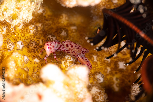 Red spotted Coral Crab, Trapezia rufopunctata, is a species of guard crabs in the family Trapeziidae photo