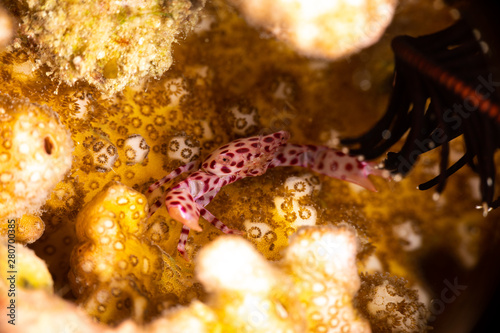 Red spotted Coral Crab, Trapezia rufopunctata, is a species of guard crabs in the family Trapeziidae
