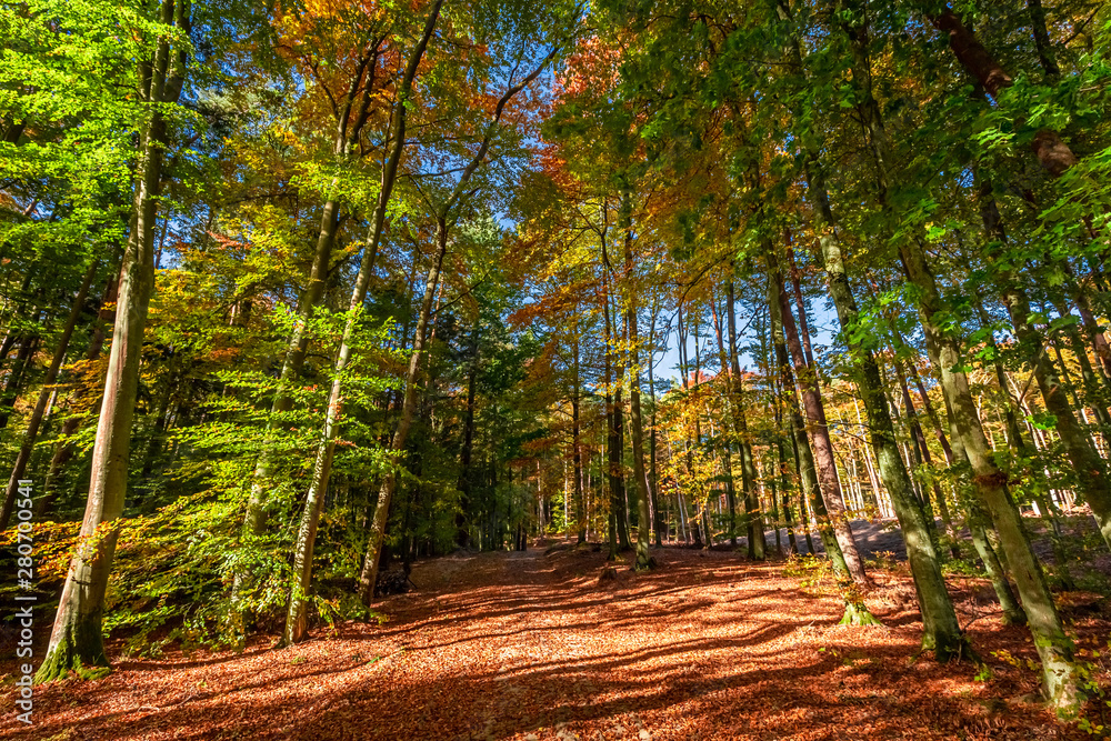 Fototapeta premium Amazing and sunny autumn in the forest in Poland