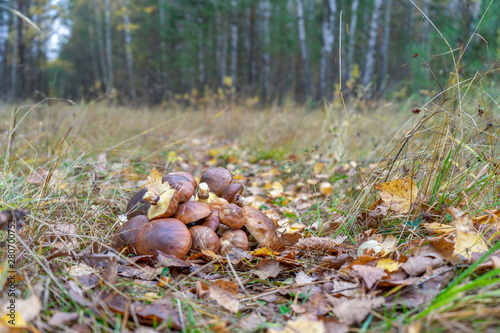 Butter mushrooms gathered by mushroomers lying on ground in autumn forest among leaves and grass. Suillus luteus or Slippery Jack edible mushrooms heap at forest edge. photo