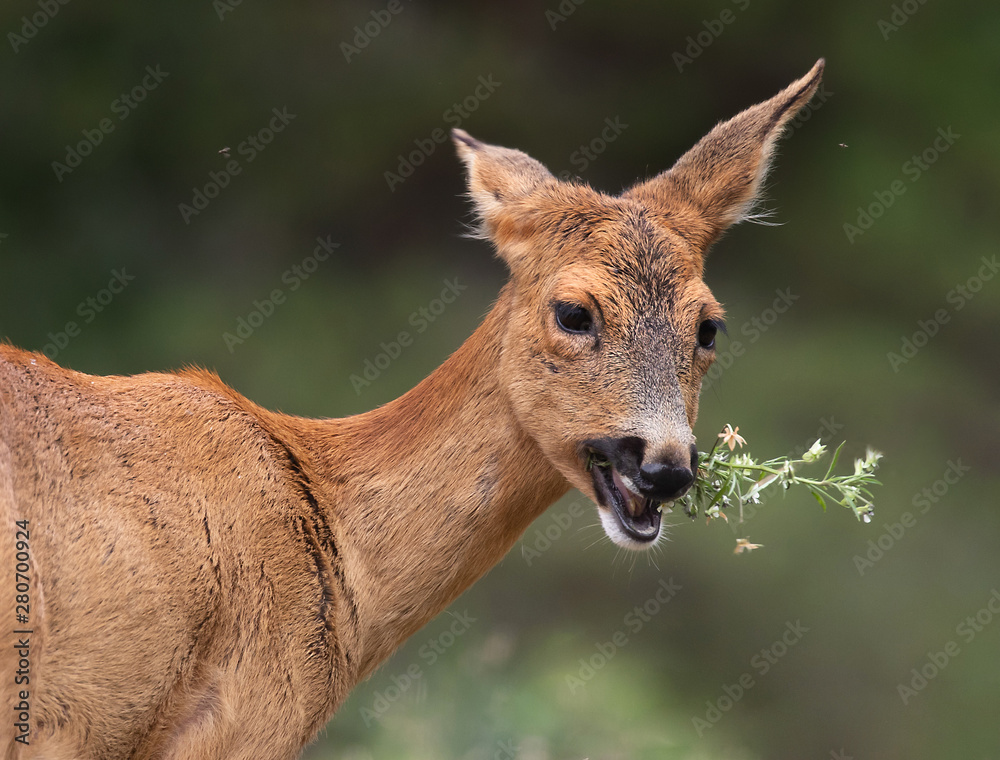 Portrait of a deer eating flowers, (capreolus capreolus).