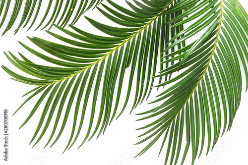 Green tropical palm leaves on white background.  Flat lay  top view
