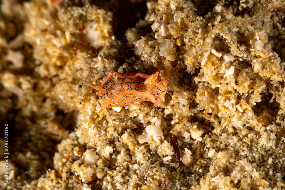 Psychedelic Batwing Slug, Sagaminopteron psychedelicum, Headshield slugs, bright and colourful colour pattern Psychedelic Batwing Slug, Sagaminopteron psychedelicum, Headshield slugs, bright and colourful colour pattern