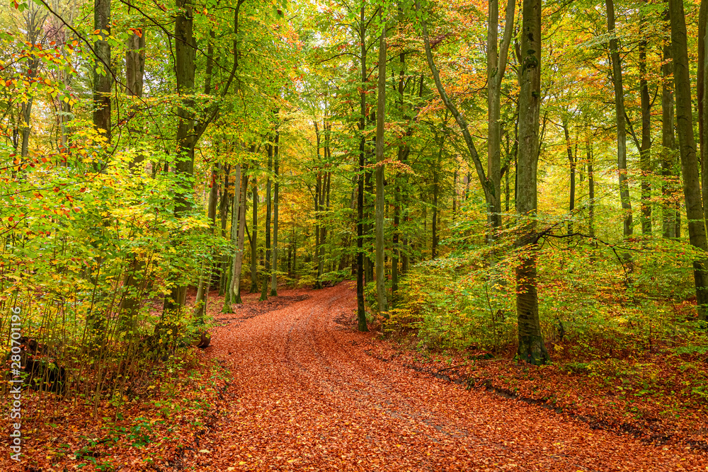 Fototapeta premium Amazing and sunny forest in the autumn in Poland
