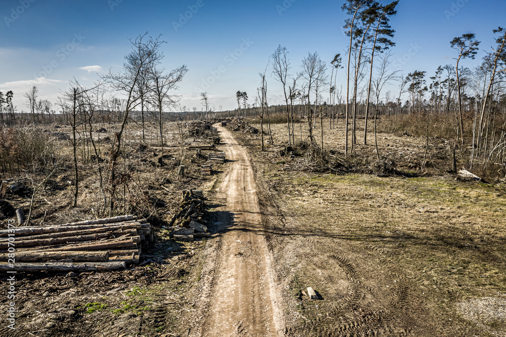 Terrible deforestation, logging, environmental destruction, from above Poland