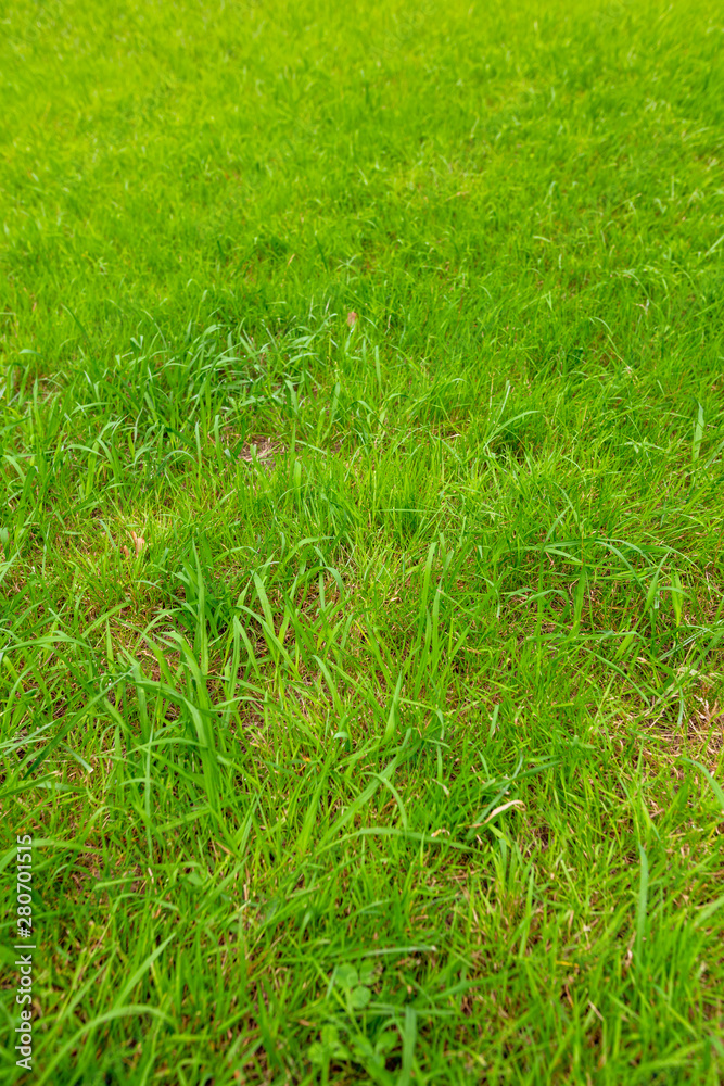 Green grass on the ground as a background Green grass on the ground as a background