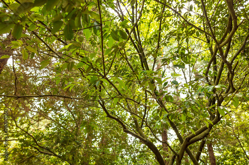 Long branches on a tree in the park