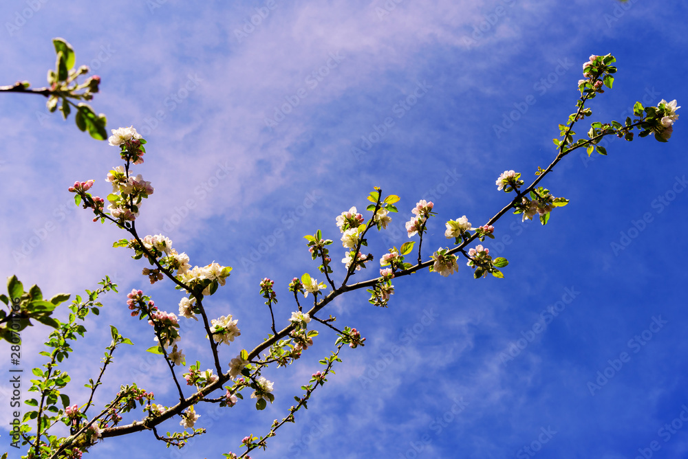 Blooming Apple Tree in Springtime with Blue Sky in background Blooming Apple Tree in Springtime with Blue Sky in background