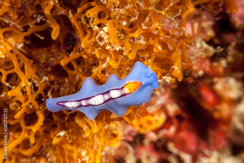 Racing Stripe Flatworm photo