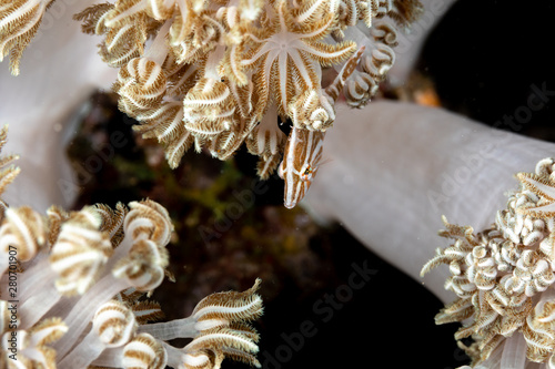 Radial filefish or the radial leatherjacket, Acreichthys radiatus, found among soft corals