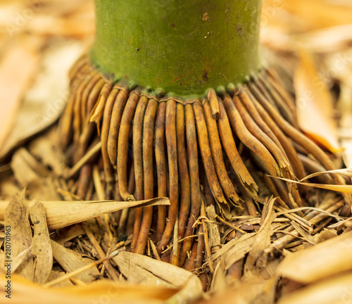 Bamboo roots in the park photo