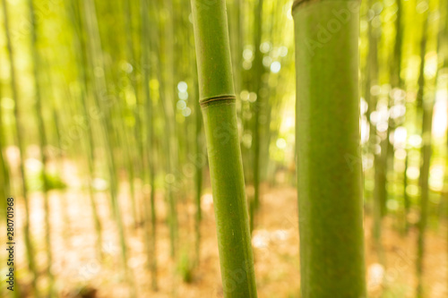 Bamboo grows in the park