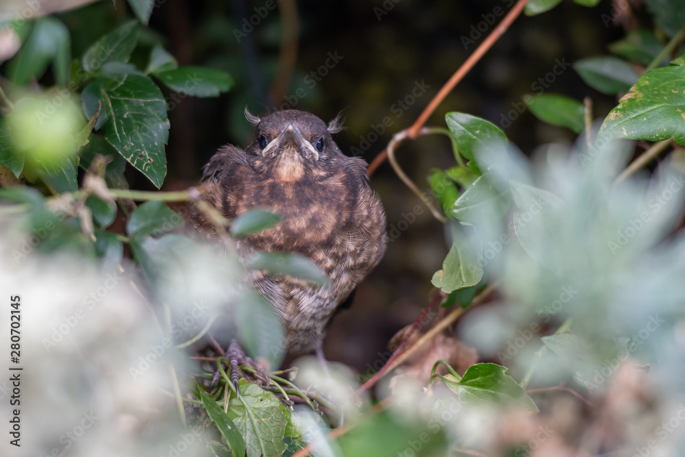 Young Blackbird about to fledge