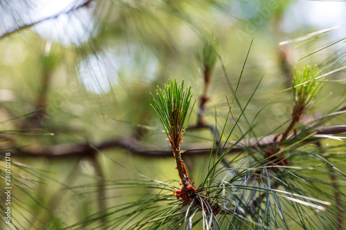 New green needles on coniferous branches