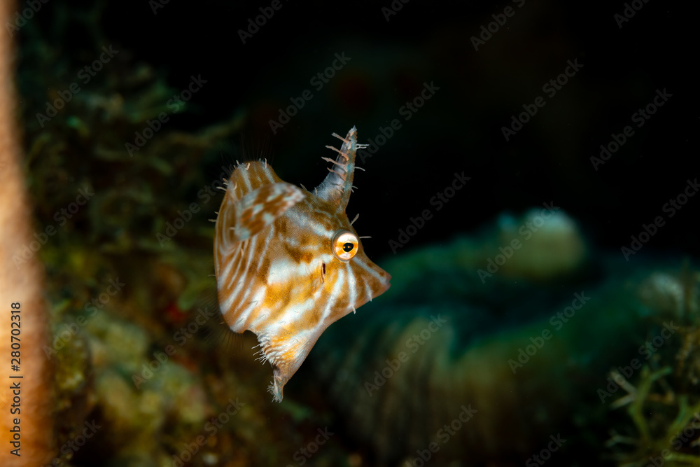 Radial filefish or the radial leatherjacket, Acreichthys radiatus, found among soft corals