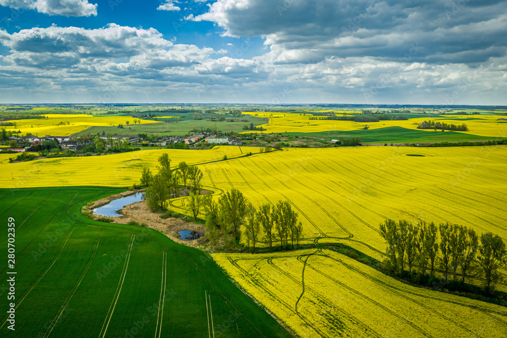Flying above yellow rape fields in spring, Poland - obrazy, fototapety, plakaty 