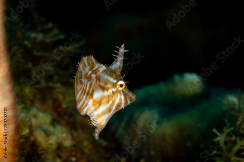 Radial filefish or the radial leatherjacket, Acreichthys radiatus, found among soft corals © GeraldRobertFischer