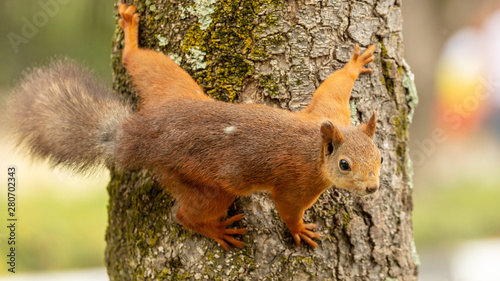 Portrait of a squirrel on a tree