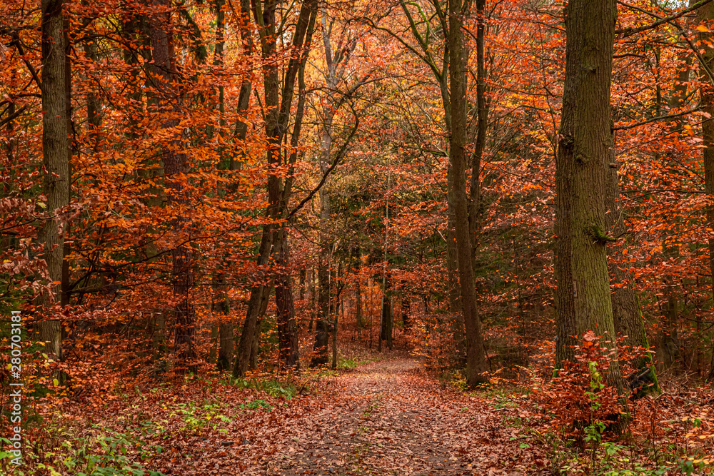 Obraz premium Gold and beautiful autumn forest in Poland
