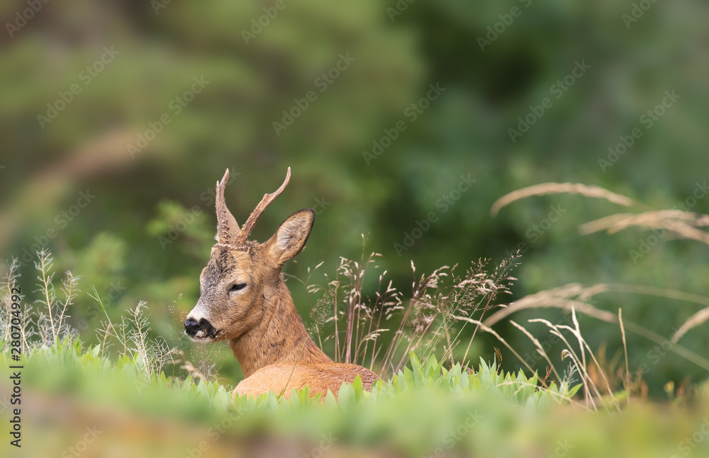 ( capreolus capreolus). Deer buck lies in the grass, and rests ( capreolus capreolus). Deer buck lies in the grass, and rests