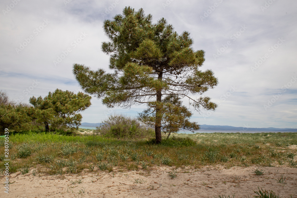Pine next to low vegetation and beach, Nea Fokaia, Halkidiki Greece
