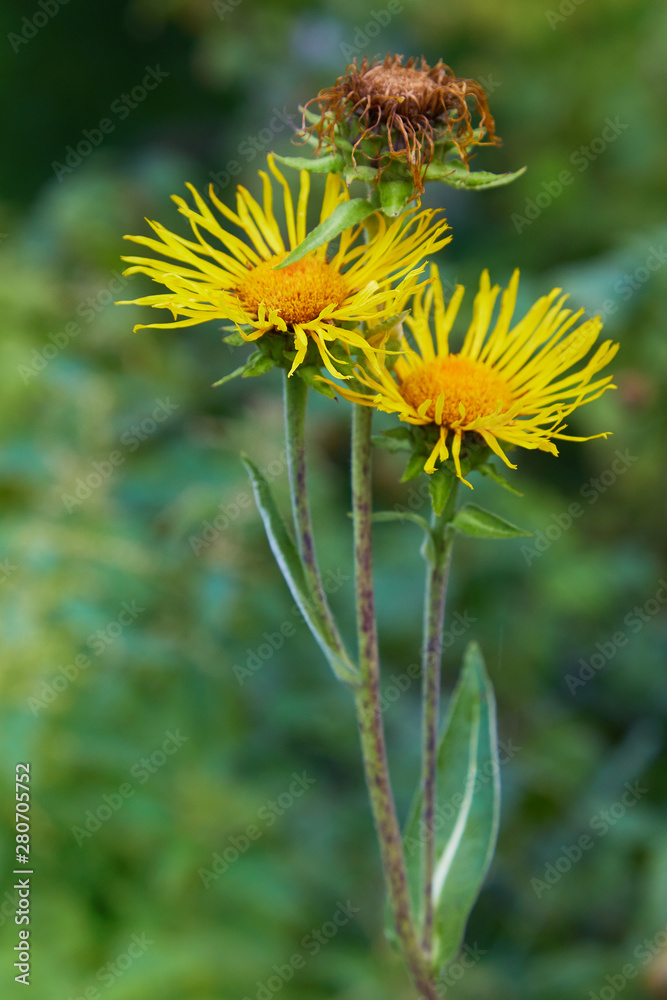 Inula helenium or horse-heal or elfdock. Blossoming Inula high (Inula helenium), Elecampane. Selective focus, close up. Yellow flowers of medicinal plant elecampane, horse-heal in bloom Inula helenium or horse-heal or elfdock. Blossoming Inula high (Inula helenium), Elecampane. Selective focus, close up. Yellow flowers of medicinal plant elecampane, horse-heal in bloom