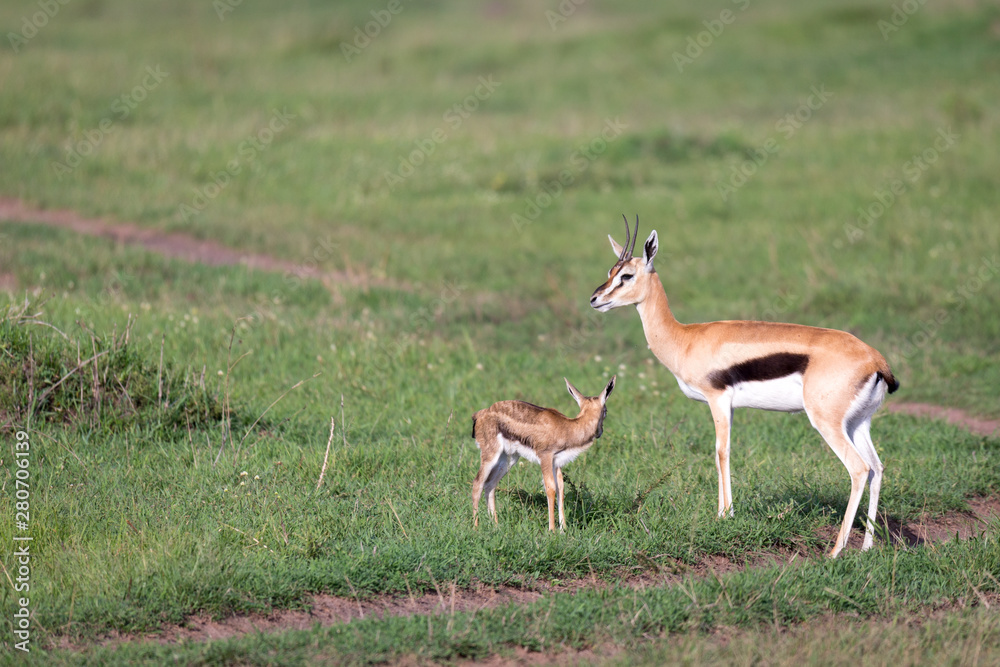 A Thomson's gazelle with her offspring in the savanna A Thomson's gazelle with her offspring in the savanna