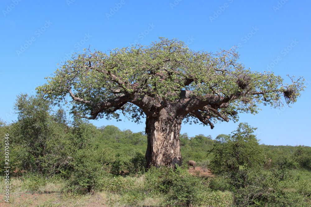 Obraz premium Affenbrotbaum / Baobab / Adansonia Digitata