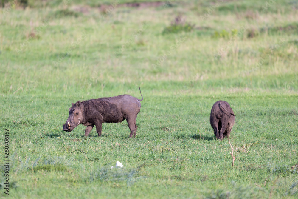 A family of warthogs in the grass of the Kenyan savannah A family of warthogs in the grass of the Kenyan savannah