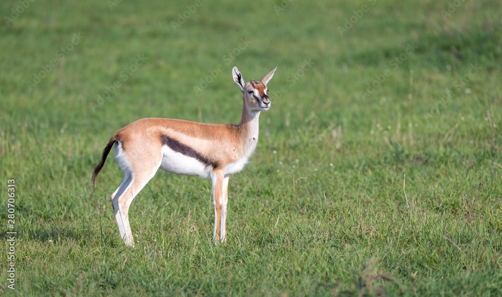 A Thomson's gazelle with her offspring in the savanna A Thomson's gazelle with her offspring in the savanna