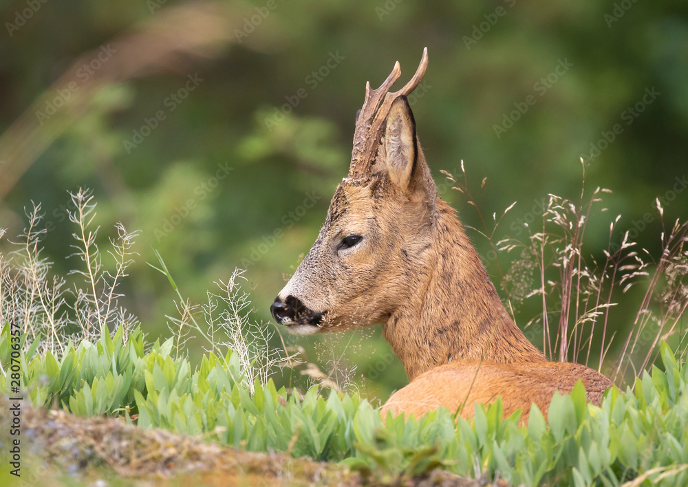Obraz premium The roe deer (Capreolus capreolus), also known as the roe, western roe deer or European roe, is a species of deer. The male of the species is sometimes referred to as a roebuck. 