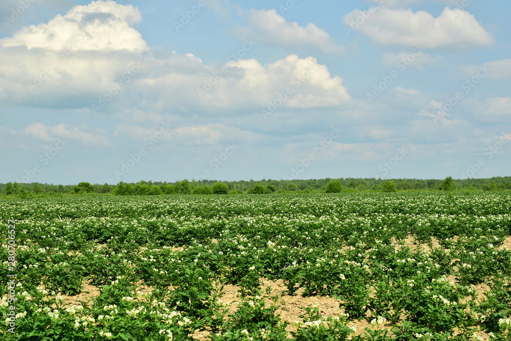 Blooming potato field. Large field with potatoes. Blue sky with white clouds, forest in the distance.