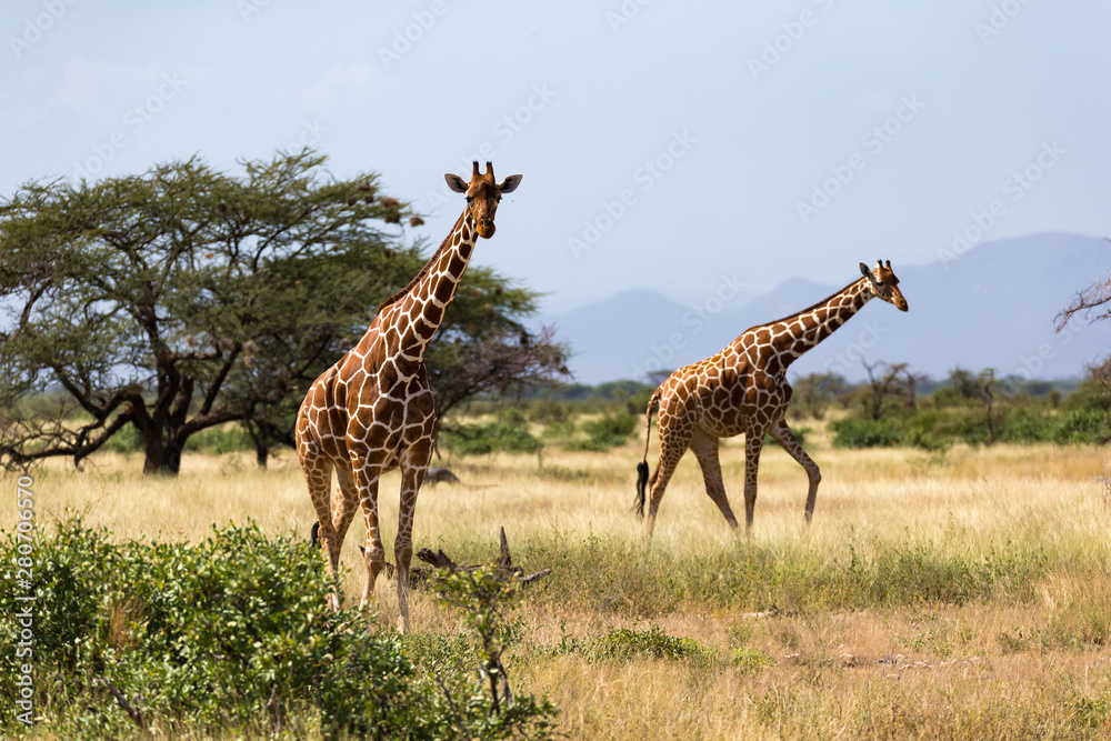 Obraz premium Giraffes in the savannah of Kenya with many trees and bushes in the background