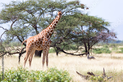 Giraffes in the savannah of Kenya with many trees and bushes in the background