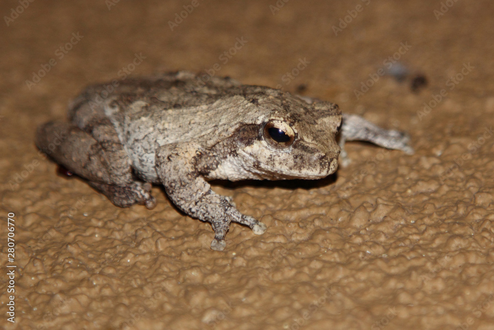 Grauer Baumfrosch / Grey foam-nest treefrog or Southern foam-nest treefrog / Chiromantis xerampelina