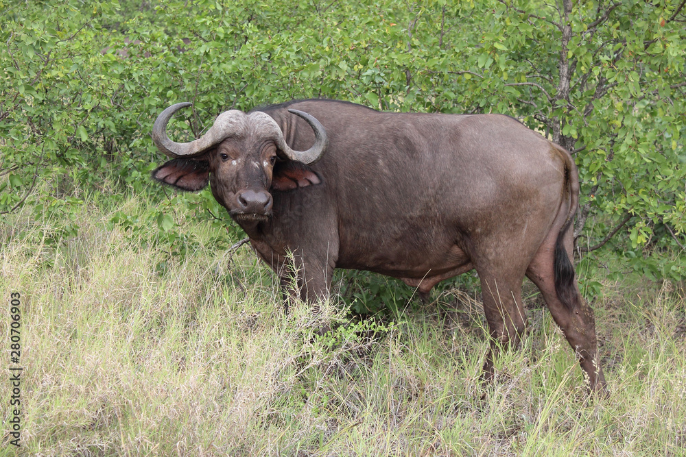 Kaffernbüffel / Buffalo / Syncerus caffer Kaffernbüffel / Buffalo / Syncerus caffer