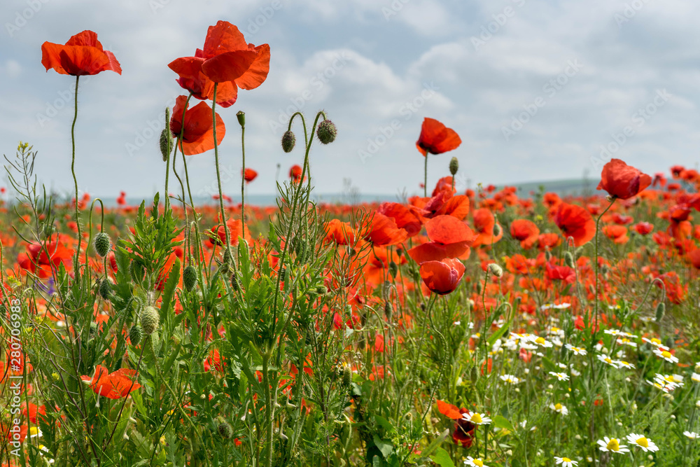 Obraz premium Wild Poppies Field in Romania