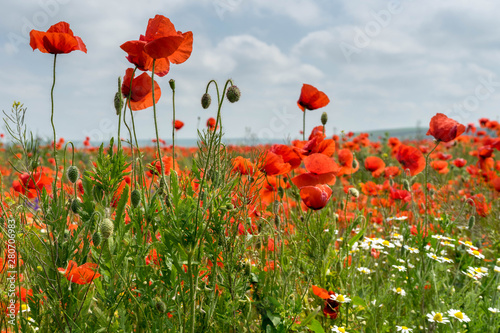 Wild Poppies Field in Romania