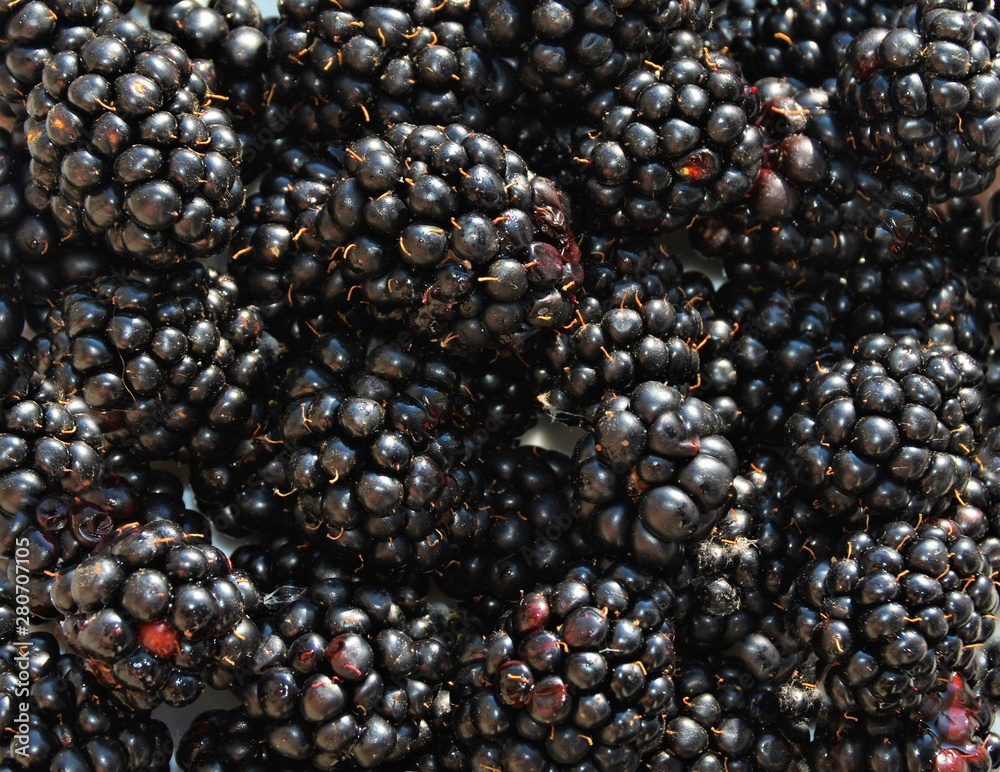 more ripe blackberries more ripe blackberries