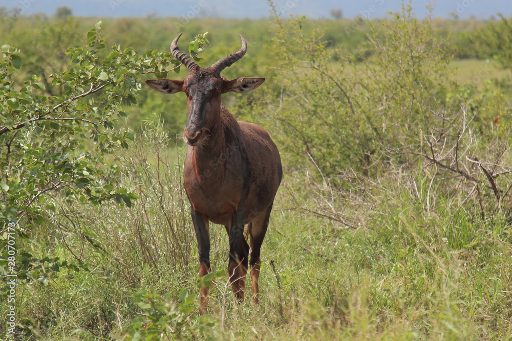 Leierantilope oder Halbmondantilope / Common Tsessebe / Damaliscus lunatus Leierantilope oder Halbmondantilope / Common Tsessebe / Damaliscus lunatus