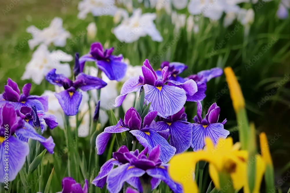 紫色の花菖蒲 紫色の花菖蒲