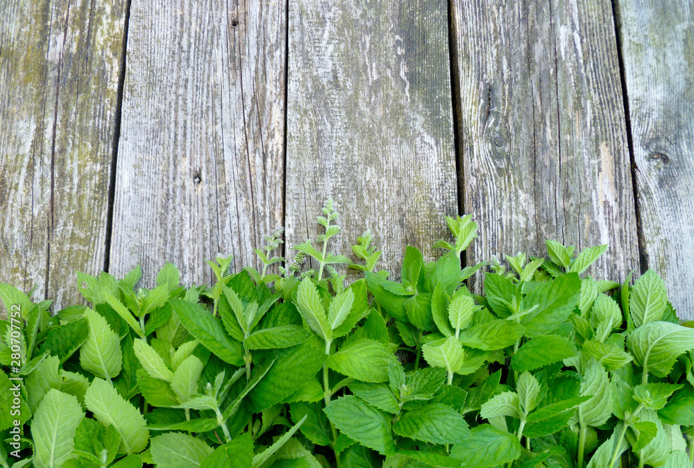 Fresh mint plant on old grange wooden background. Bunch of green mint leaves and flowers. Selective focus, close up. Fresh mint plant on old grange wooden background. Bunch of green mint leaves and flowers. Selective focus, close up.